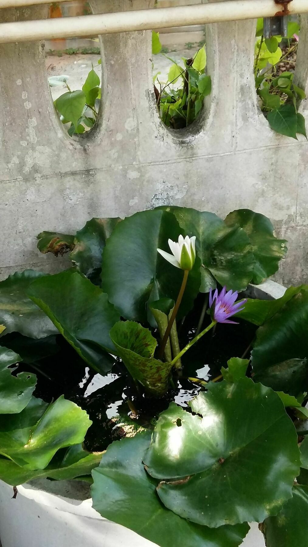 Saver Guesthouse Chaweng Beach Buitenkant foto